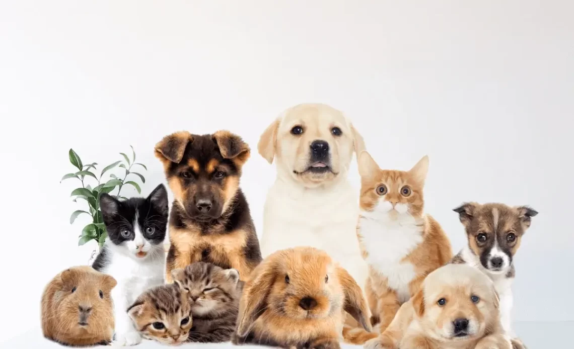 Houseplants That Are Toxic to Pets